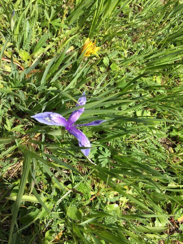 yellow wild tulip on the way to Altyn Arashan