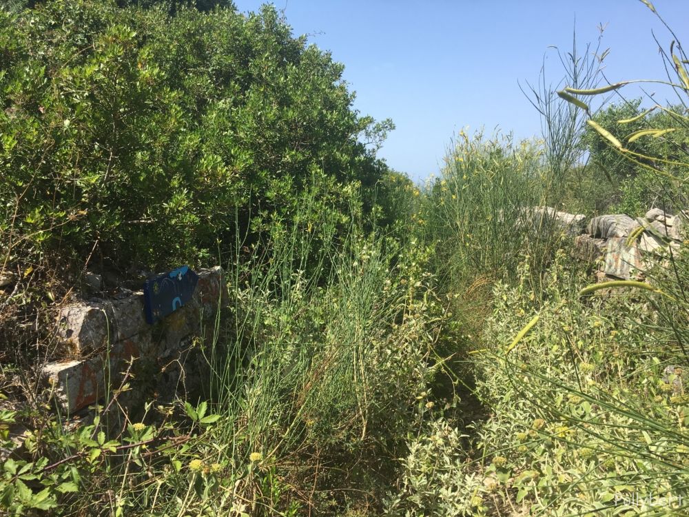 on the right way to Tripitos @Paxos